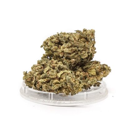 SMALL BUDS OUTDOOR