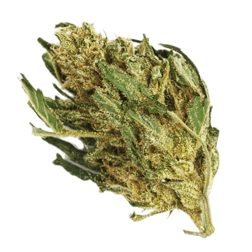 Golden-Tiger-Marijuana-Strain.webp